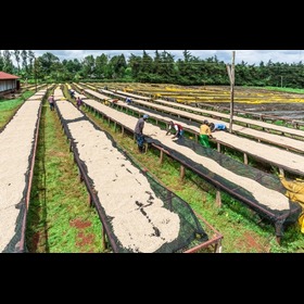 shade net for coffee drying beans